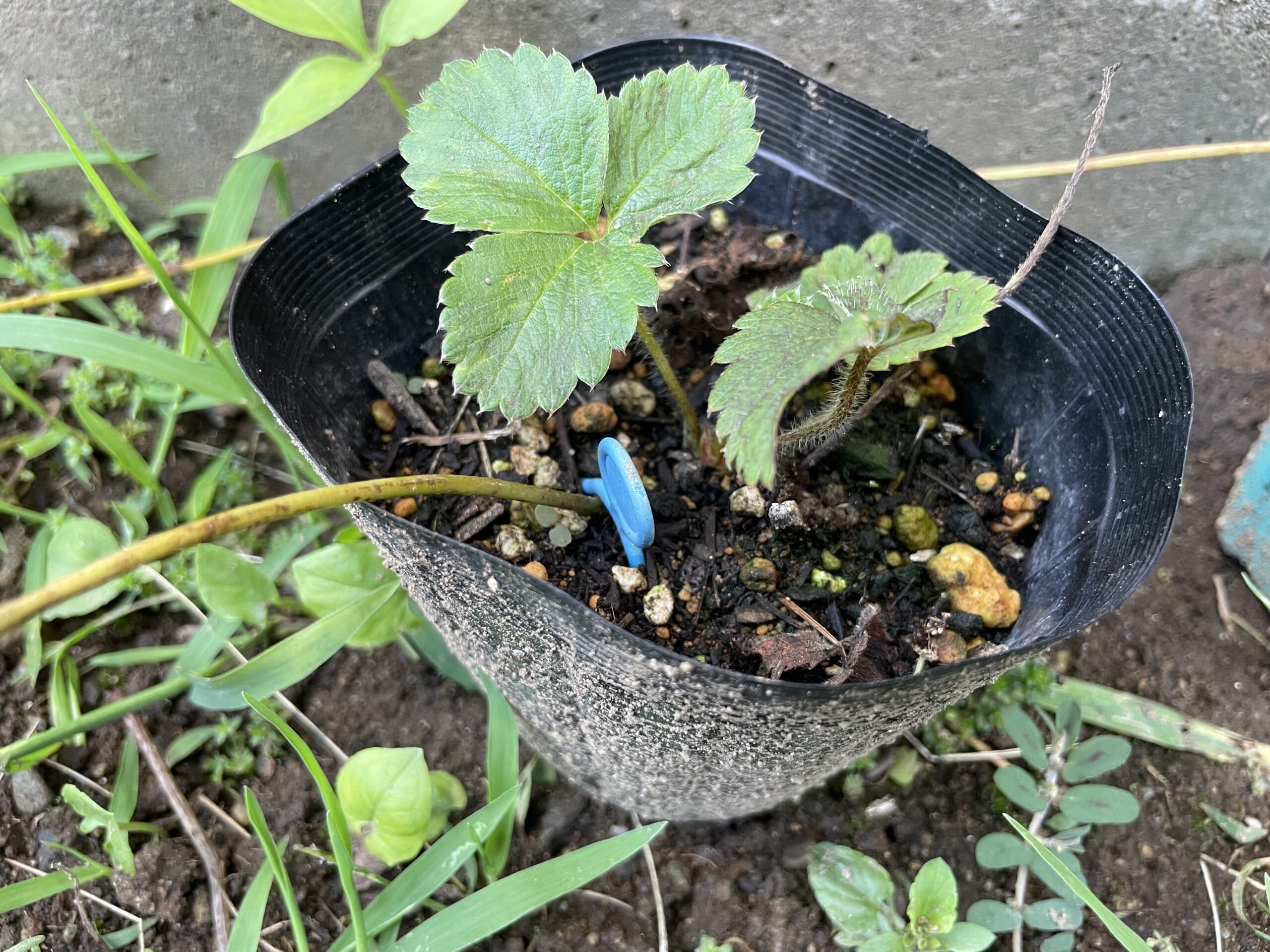 家庭菜園でイチゴを栽培しよう Let S Look After Strawberry Plants In Your Garden 英語 と家庭菜園